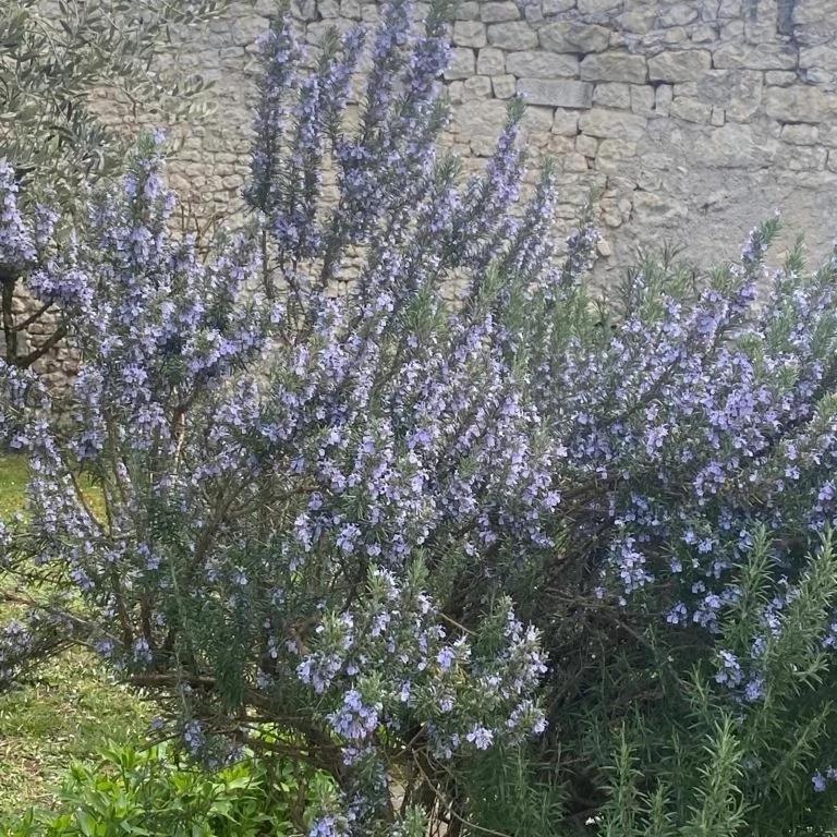 Domaine De Pladuc Bed & Breakfast Lachaise Bagian luar foto